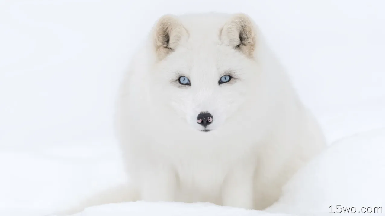 动物 北极狐 狗 冬季 Snow Blue Eyes 高清壁纸