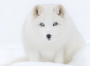 动物 北极狐 狗 冬季 Snow Blue Eyes 高清壁纸 7680x4320
