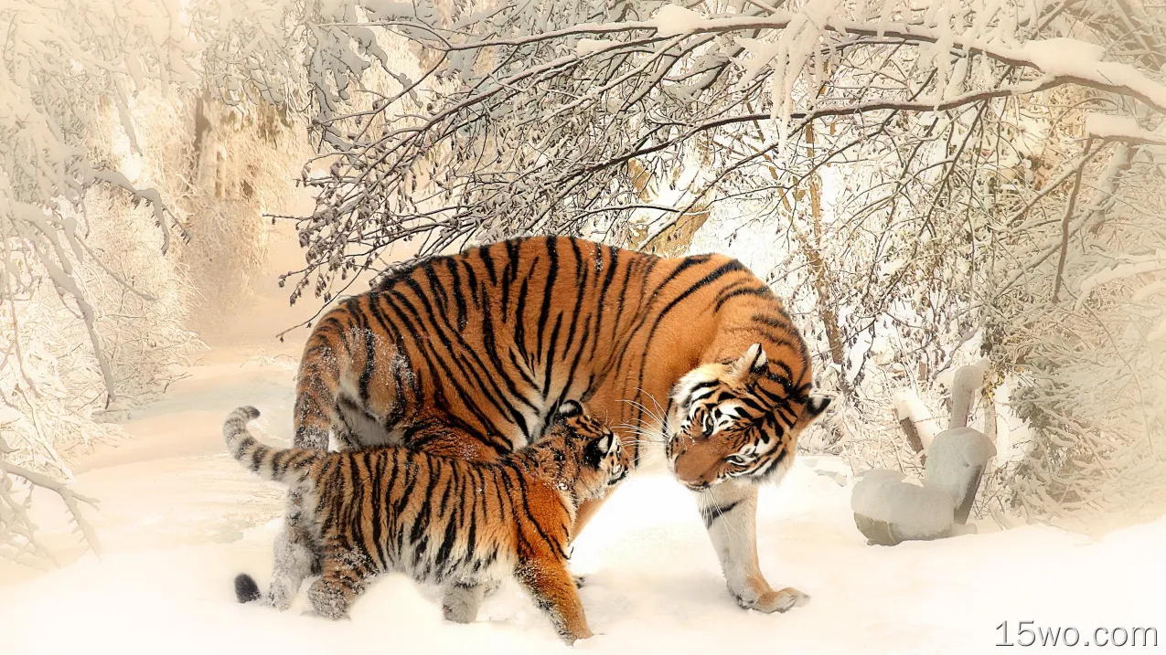 动物 老虎 猫 Cub 冬季 Snow Baby Animal 艺术 高清壁纸