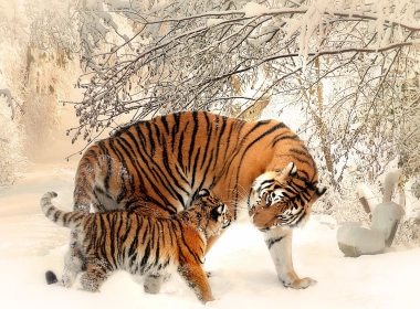 动物 老虎 猫 Cub 冬季 Snow Baby Animal 艺术 高清壁纸 3840x2160