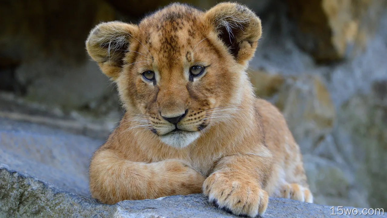 动物 狮子 猫 Baby Animal Cub Wildlife Big Cat 高清壁纸