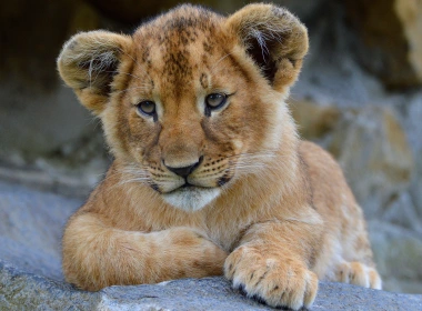 动物 狮子 猫 Baby Animal Cub Wildlife Big Cat 高清壁纸 3840x2160