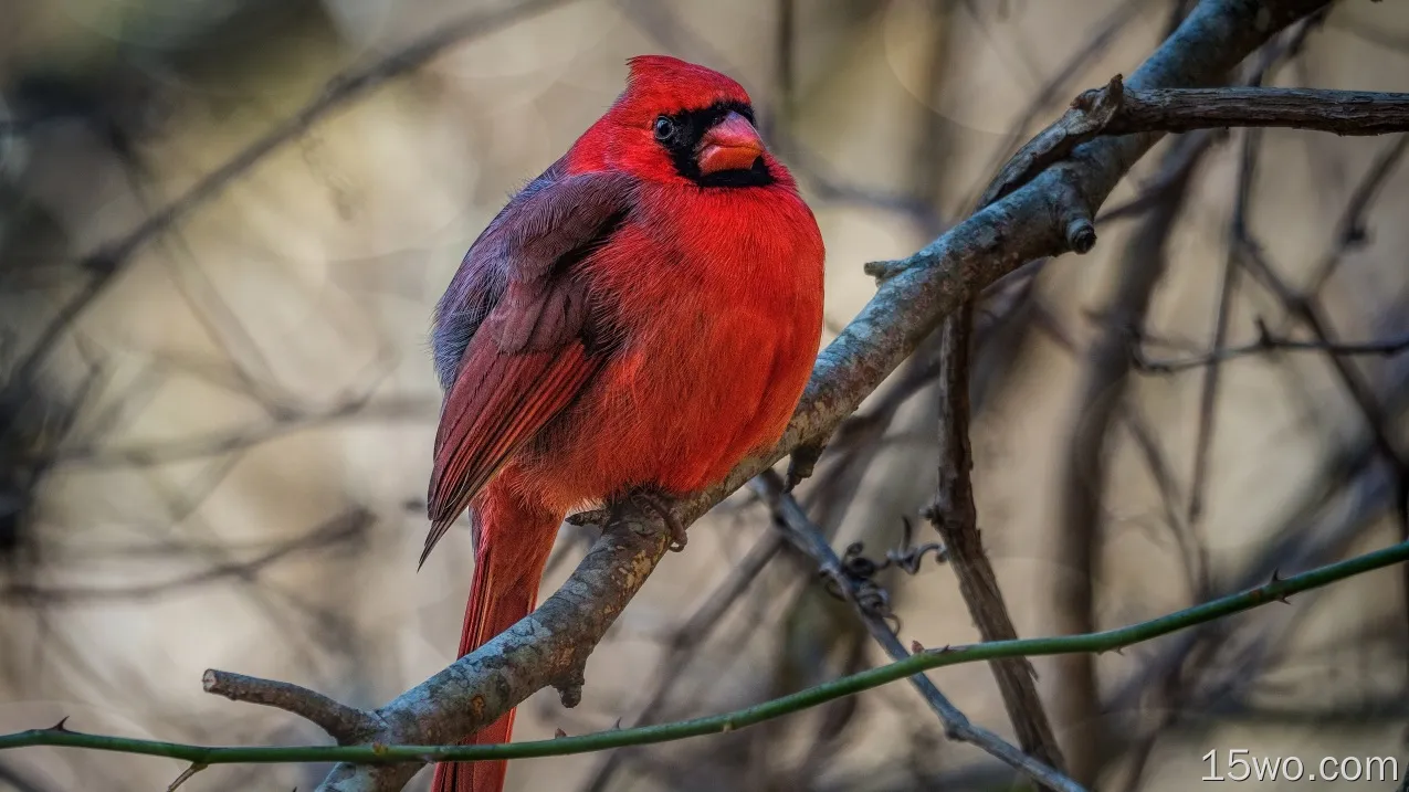 动物 Northern Cardinal 鸟 雀 北美红雀 高清壁纸
