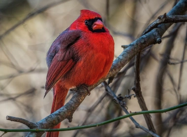动物 Northern Cardinal 鸟 雀 北美红雀 高清壁纸 3840x2160