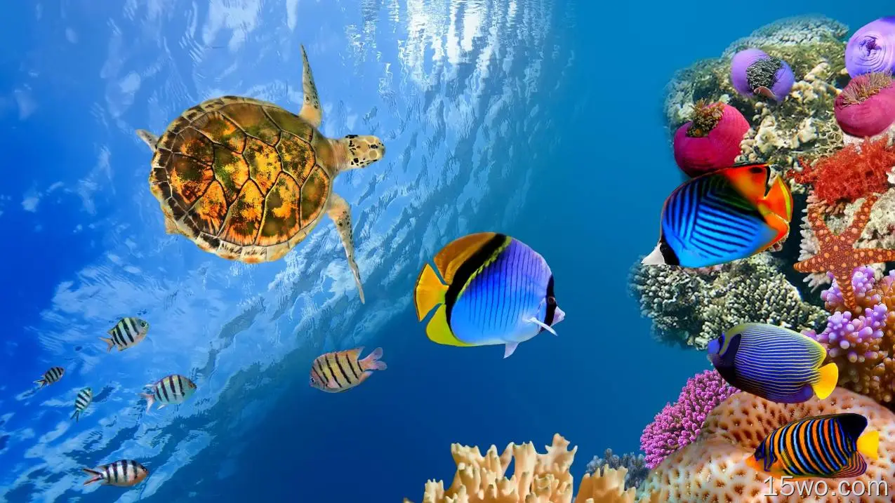 动物 海洋生物 海洋 Sea Underwater 鱼 龟 高清壁纸