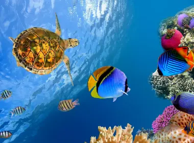 动物 海洋生物 海洋 Sea Underwater 鱼 龟 高清壁纸 3840x2160