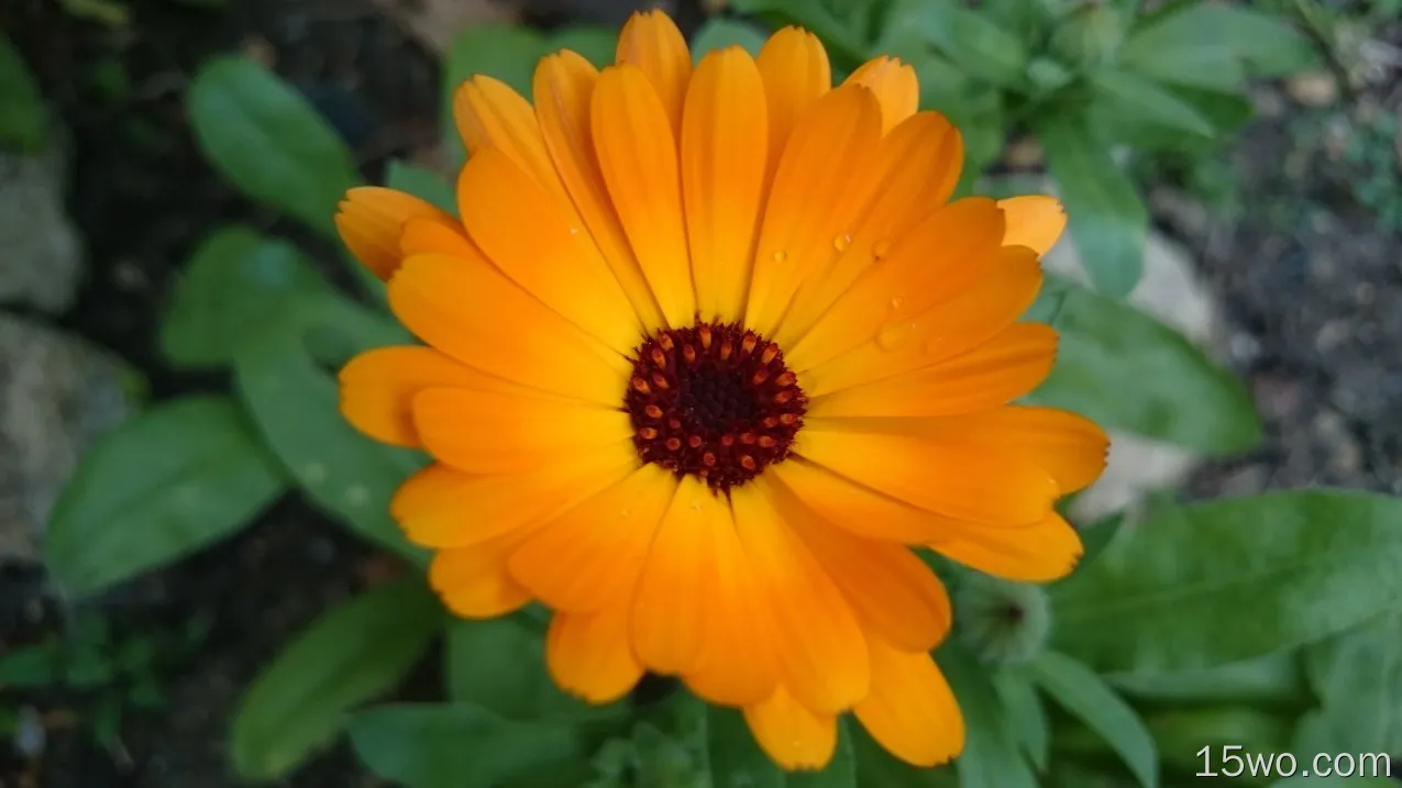 自然 雏菊 花卉 地球 花 Orange Flower Close-Up 高清壁纸