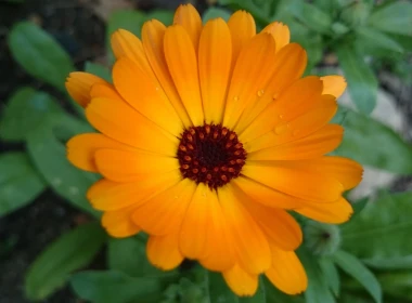 自然 雏菊 花卉 地球 花 Orange Flower Close-Up 高清壁纸 3840x2160