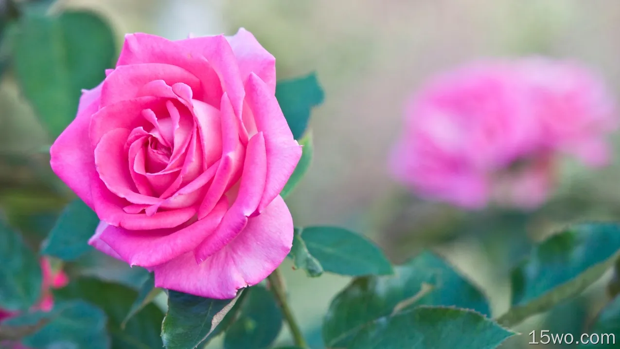 自然 玫瑰 花卉 花 大自然 Pink Flower 春季 Pink Rose 高清壁纸