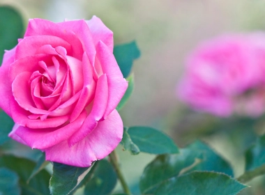 自然 玫瑰 花卉 花 大自然 Pink Flower 春季 Pink Rose 高清壁纸 3840x2160