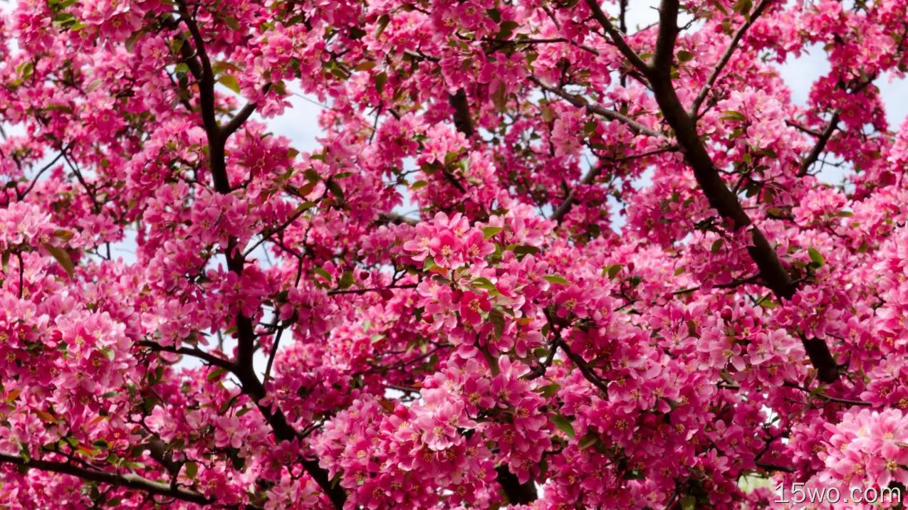自然 花簇 花卉 树枝 Pink Flower 高清壁纸