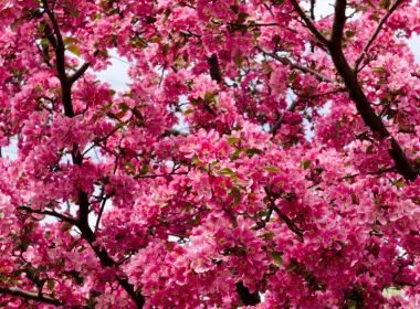 自然 花簇 花卉 树枝 Pink Flower 高清壁纸 3840x2160