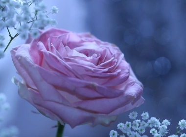 自然 玫瑰 花卉 大自然 花 Purple Rose 高清壁纸 5120x2880