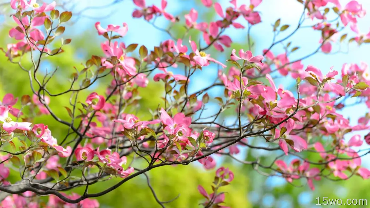 自然 花簇 花卉 地球 春季 Pink Flower 高清壁纸