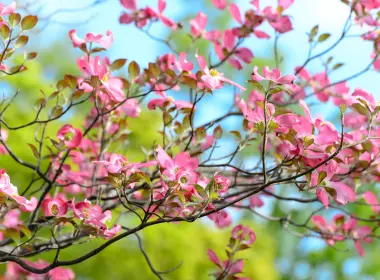 自然 花簇 花卉 地球 春季 Pink Flower 高清壁纸 3840x2160