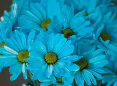 自然 花 花卉 蓝色 高清壁纸 4752x2970
