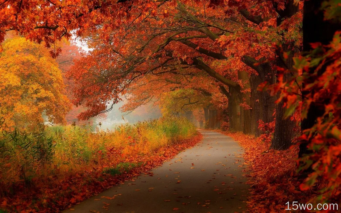 红叶，秋天，树木，道路