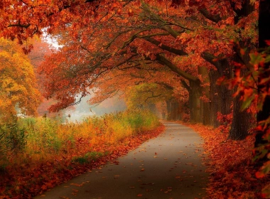 红叶，秋天，树木，道路 1920x1200