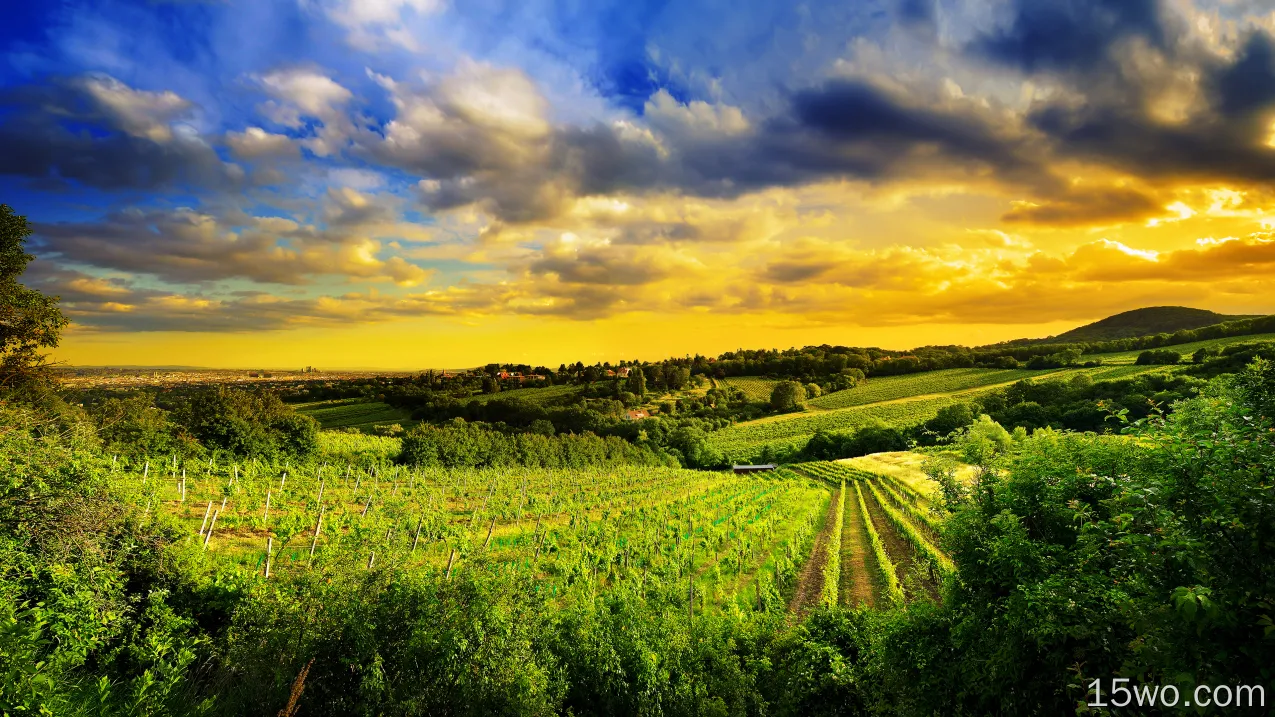 摄影 风景 葡萄酒庄园 天空 云 Hill 田野 绿色 Vienna 奥地利 Countryside 高清壁纸