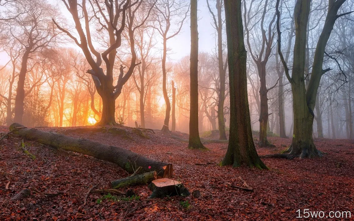 日出在森林里，树木，雾，早晨