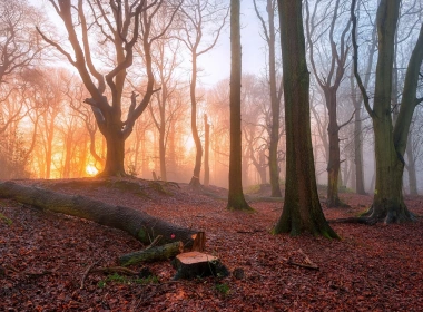 日出在森林里，树木，雾，早晨 1920x1200
