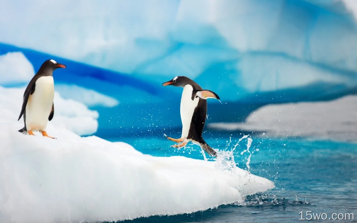 冰上快乐的南极企鹅