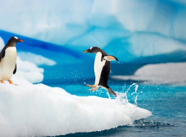 冰上快乐的南极企鹅 1920x1200