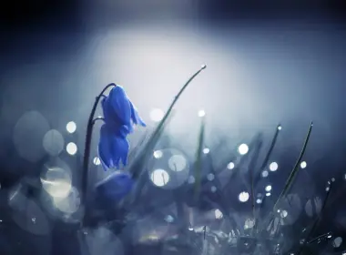 自然 花 花卉 大自然 微距 Blue Flower 散焦 高清壁纸 2048x1249