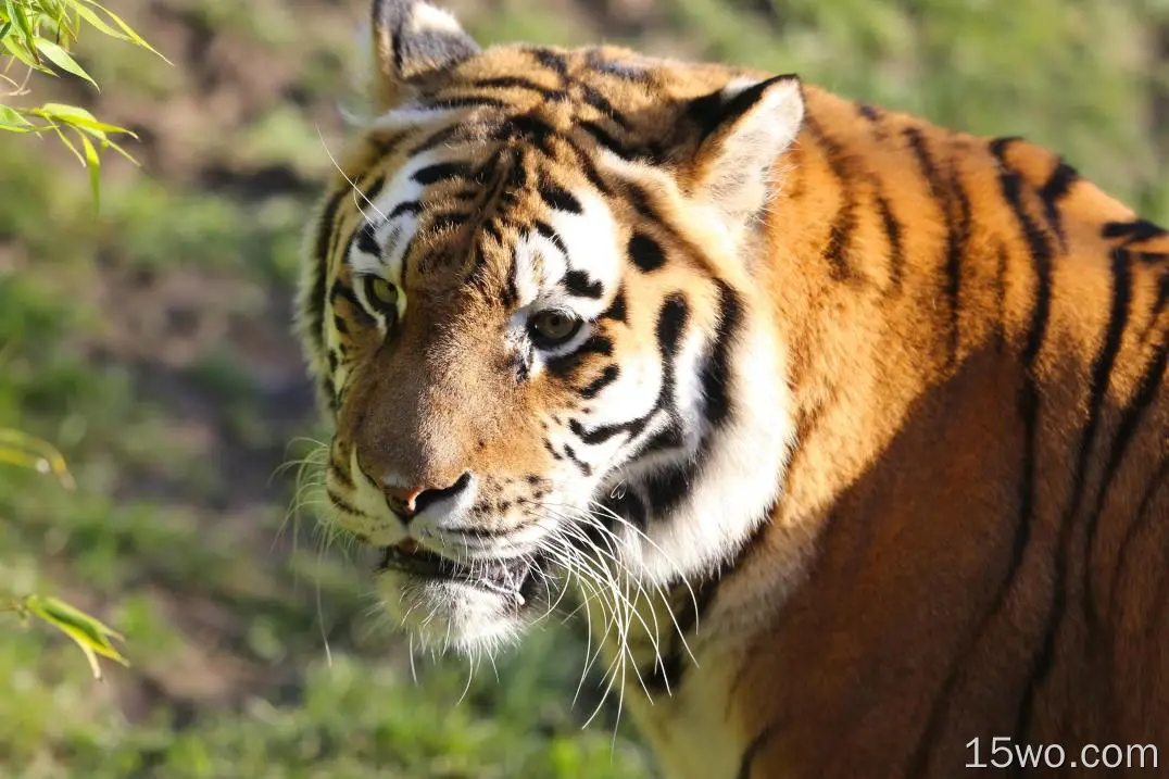 老虎、食肉动物、野生动物、大型猫科动物、条纹、斜视