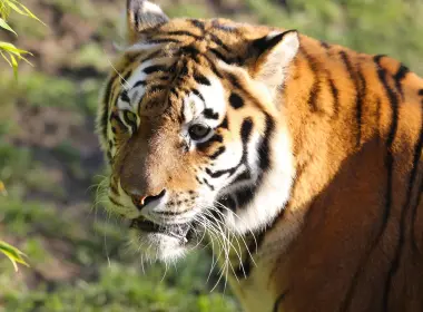 老虎、食肉动物、野生动物、大型猫科动物、条纹、斜视 4812x3208