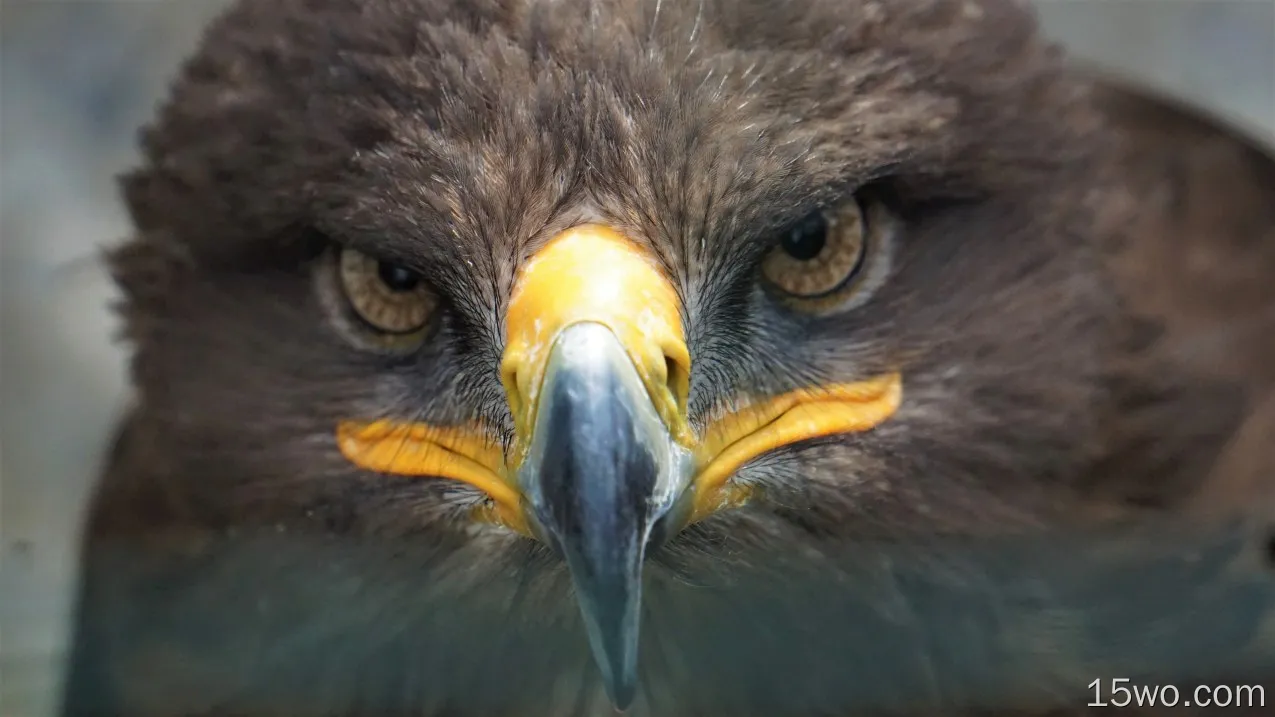 动物 Golden Eagle 鸟 鹰 Bird Of Prey Beak 面容 Close-Up 高清壁纸