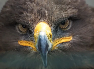 动物 Golden Eagle 鸟 鹰 Bird Of Prey Beak 面容 Close-Up 高清壁纸 5120x2880