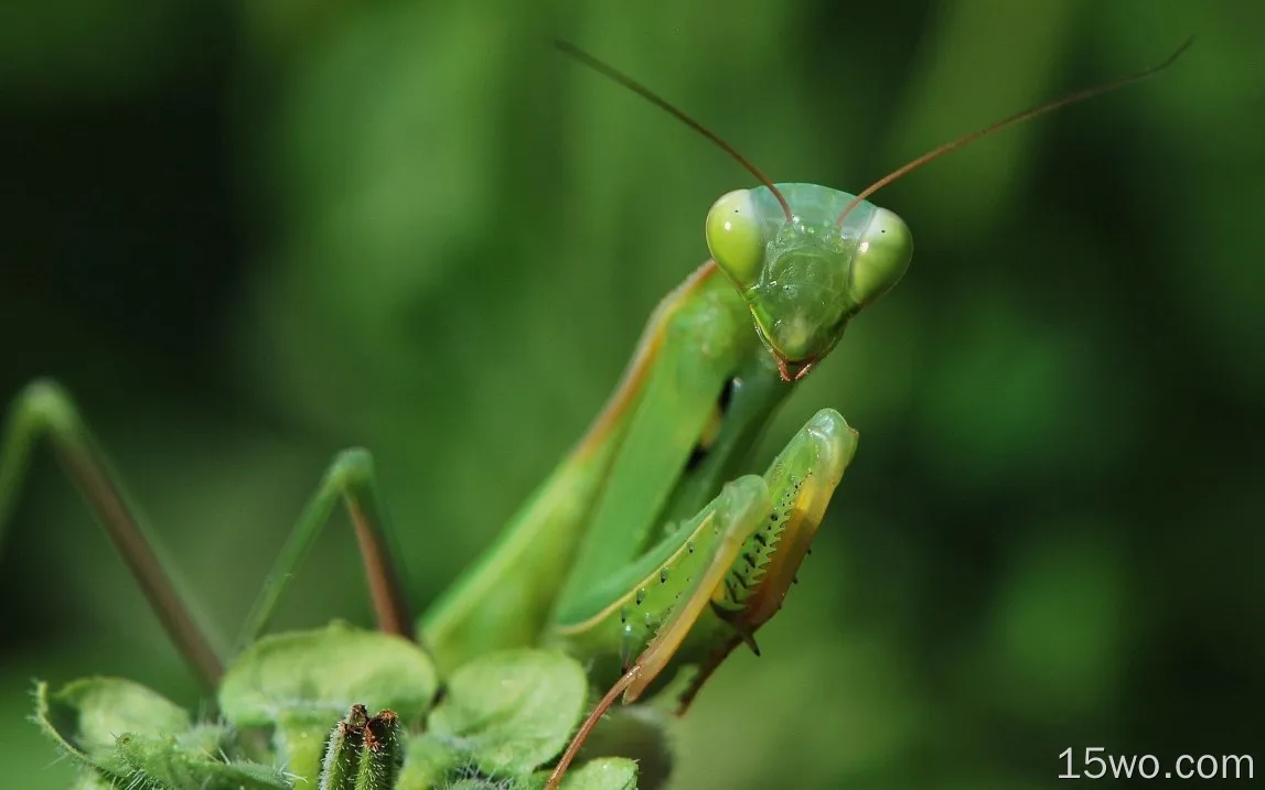 螳螂，绿色昆虫