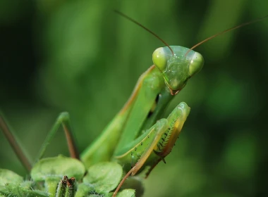 螳螂，绿色昆虫 2560x1600