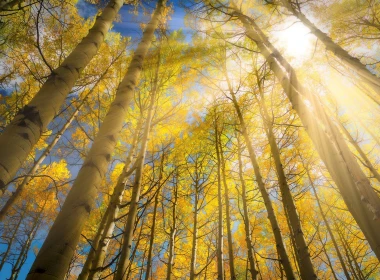 桦树，树木，黄叶，太阳光线，眩光 1920x1200