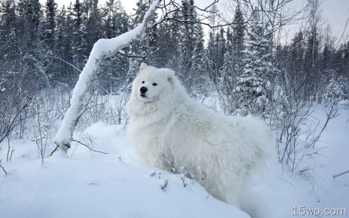 白色萨摩耶犬，雪，树