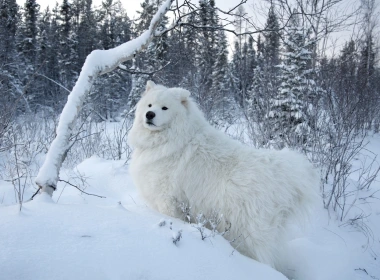白色萨摩耶犬，雪，树 1920x1200