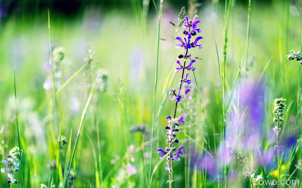 紫金鱼草，草，夏天