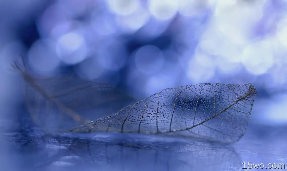 自然 叶子 蓝色 散焦 高清壁纸