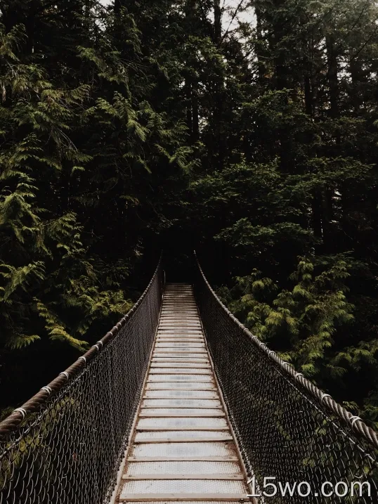 木桥、森林、树叶