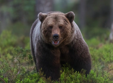 动物 熊 Wildlife predator 高清壁纸 3840x2160
