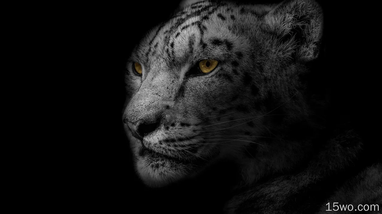 动物 雪豹 猫 豹 高清壁纸